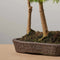 The Bonsaïst Bonsai of Banyan