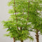 The Bonsaïst Bonsai of Banyan