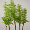 The Bonsaïst Bonsai of Banyan