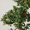 The Bonsaïst Bonsai of Otaku