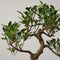 The Bonsaïst Bonsai of Ré-Nao