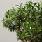 The Bonsaïst Bonsai of Shibui