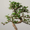 The Bonsaïst Bonsai of Tsukimi