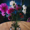 House of Thol Cygnus / Flower Constellation M