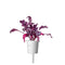 Click and Grow Red Chard Plant Pods