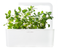 Click and Grow Catnip Refill