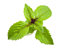 Click and Grow Cinnamon Basil Plant Pods
