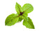 Click and Grow Cinnamon Basil Plant Pods