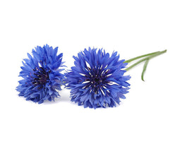 Click and Grow Cornflower Plant Pods