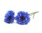 Click and Grow Cornflower Plant Pods