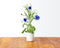 Click and Grow Cornflower Refill