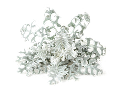 Click and Grow Dusty Miller Plant Pods