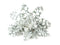 Click and Grow Dusty Miller Plant Pods