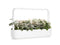 Click and Grow Dusty Miller Plant Pods