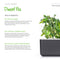 Click and Grow Green Sorrel Plant Pods