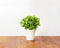 Click and Grow Dwarf Basil Refill