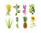 Click and Grow Grow Anything Plant Pods
