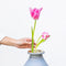 House of Thol Cygnus / Flower Constellation M