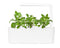 Click and Grow Garden Sage Refill