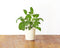 Click and Grow Garden Sage Plant Pods