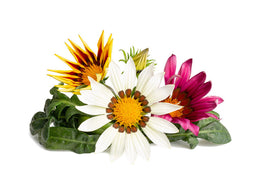 Click and Grow Gazania Plant Pods
