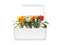 Click and Grow Gazania Plant Pods