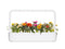 Click and Grow Gazania Plant Pods