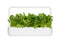 Click and Grow Green Chard Plant Pods