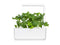 Click and Grow Green Kale Plant Pods