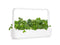 Click and Grow Green Kale Plant Pods