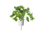 Click and Grow Green Kale Plant Pods