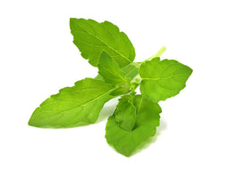 Click and Grow Holy Basil Plant Pods