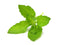 Click and Grow Holy Basil Plant Pods