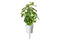 Click and Grow Holy Basil Plant Pods