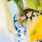 House of Thol Lepus / Flower Constellation L