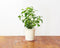 Click and Grow Hyssop Refill
