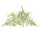 Click and Grow Lace Fern Plant Pods