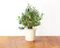 Click and Grow Lavender Refill