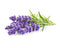 Click and Grow Lavender Plant Pods
