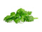Click and Grow Leaf Celery Plant Pods