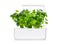 Click and Grow Leaf Celery Plant Pods