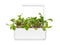 Click and Grow Leaf Radish Plant Pods