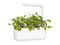 Click and Grow Leaf Radish Plant Pods