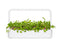 Click and Grow Leaf Radish Plant Pods