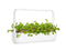Click and Grow Leaf Radish Plant Pods