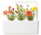 Click and Grow Moss Rose Refill