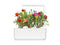 Click and Grow Moss Rose Plant Pods