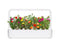 Click and Grow Moss Rose Plant Pods