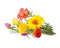 Click and Grow Moss Rose Plant Pods