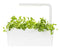 Click and Grow Oregano Refill